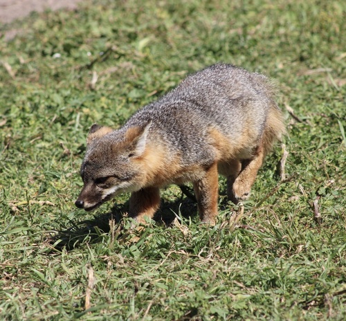 Santa Cruz Island Fox observed by pelagius2