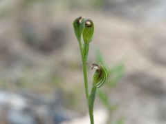 Pterostylis clivosa