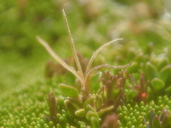 Coprosma perpusilla perpusilla