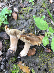 Inocybe brunnescens