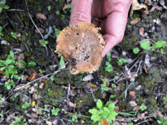 Inocybe brunnescens