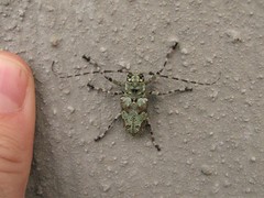 Ancylonotus tribulus