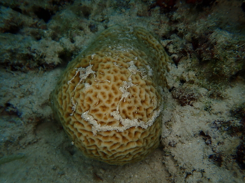 Psammocora columna observed 2026-04-03