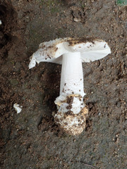 Amanita protecta