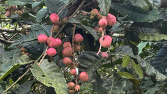 Aphanamixis polystachya, photograph (c) Srinivasan Kasinathan, some rights reserved (CC BY)