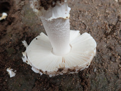 Amanita protecta