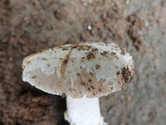 Amanita protecta