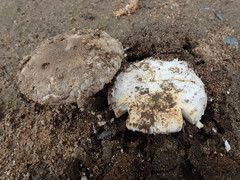 Amanita protecta