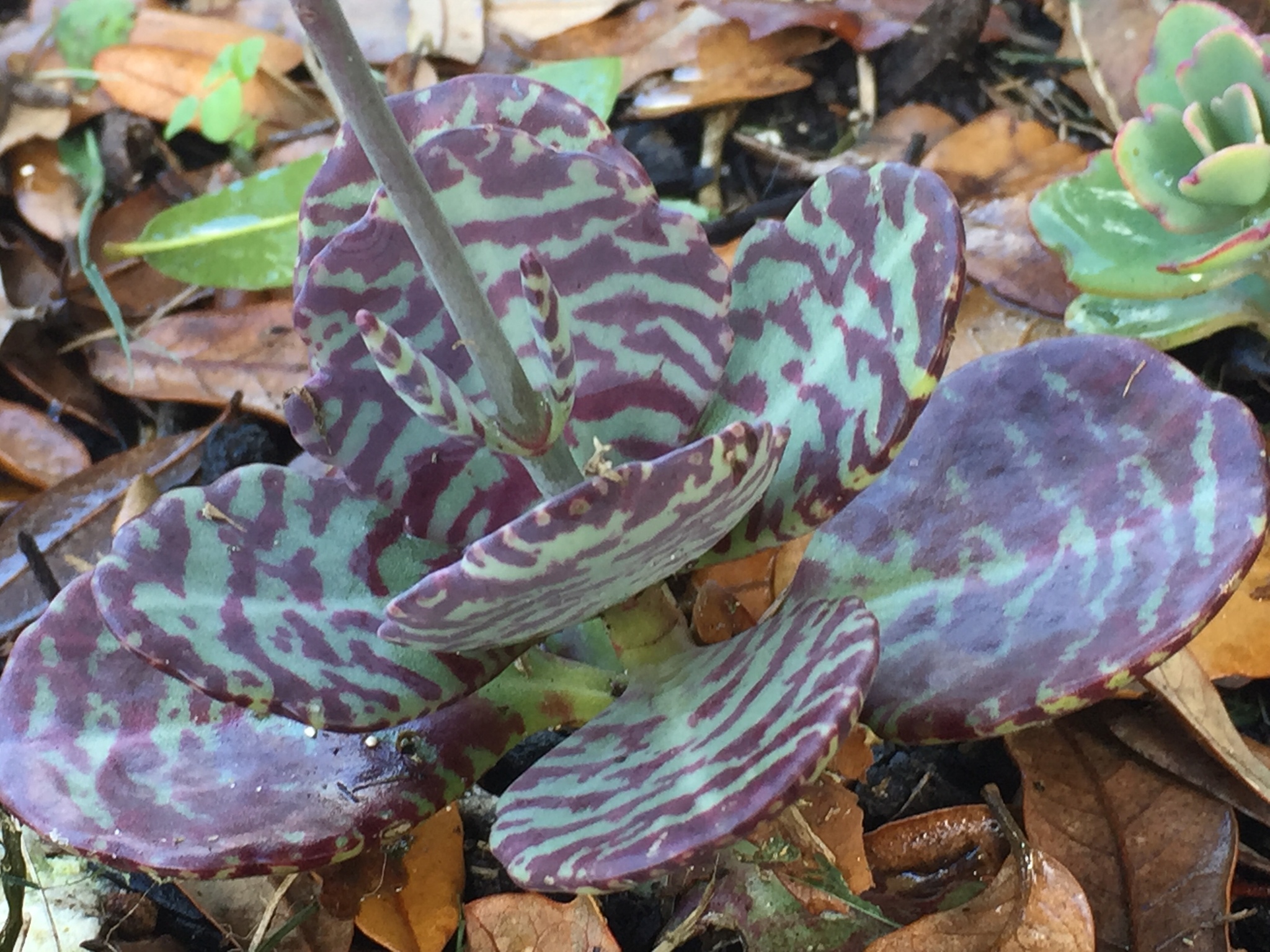 Imagem de Kalanchoe-zebra