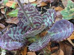 Kalanchoe humifica