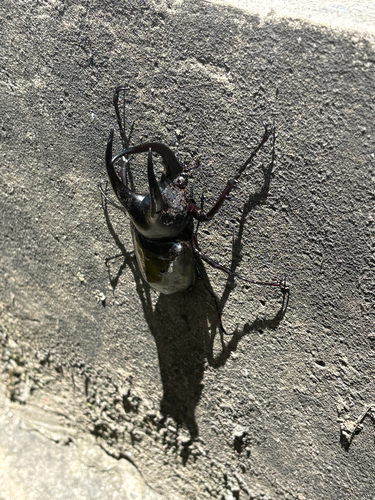 Moellenkampi Beetle