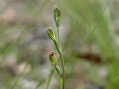 Pterostylis clivosa