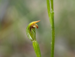 Pterostylis clivosa