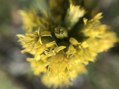 Solidago spathulata