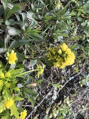 Solidago spathulata