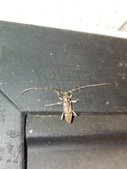 Elaphidion mucronatum