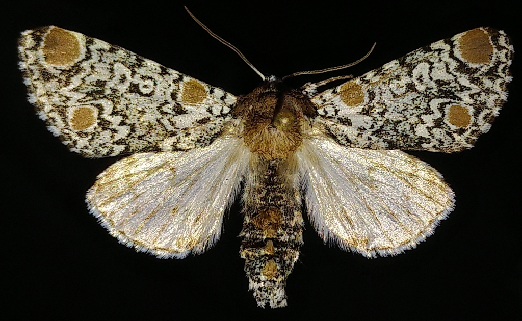 Harris's Three-Spot
