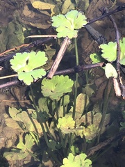 Ranunculus sceleratus sceleratus