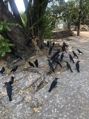 Corvus splendens