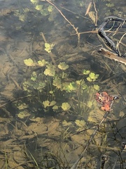 Ranunculus sceleratus sceleratus