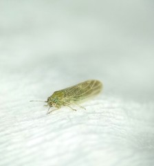 Amorphicola amorphae