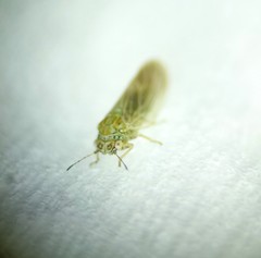 Amorphicola amorphae