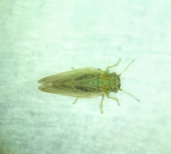 Amorphicola amorphae