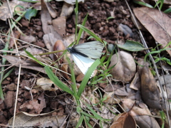 Pieris marginalis venosa