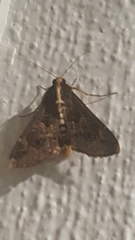 Sphingomorpha chlorea