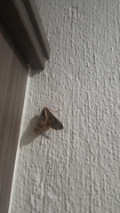 Sphingomorpha chlorea