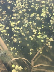 Ranunculus sceleratus sceleratus