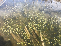 Ranunculus sceleratus sceleratus