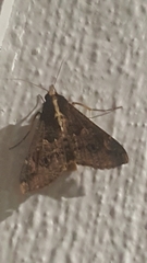 Sphingomorpha chlorea