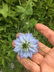 Nigella