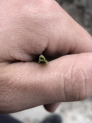 Scorzonera laciniata