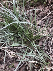 Scorzonera laciniata