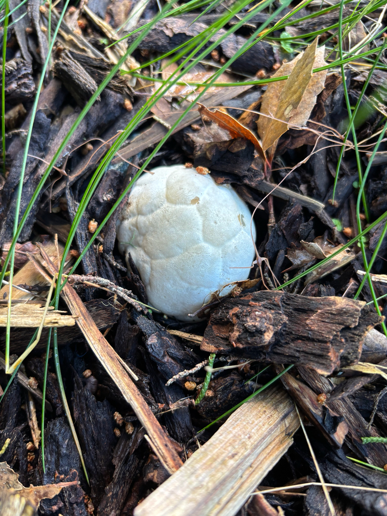 Clathrus ruber · April 2026 · photo: © dan_project_admin (iNaturalist, cc-by)