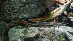 Sphenomorphus variegatus