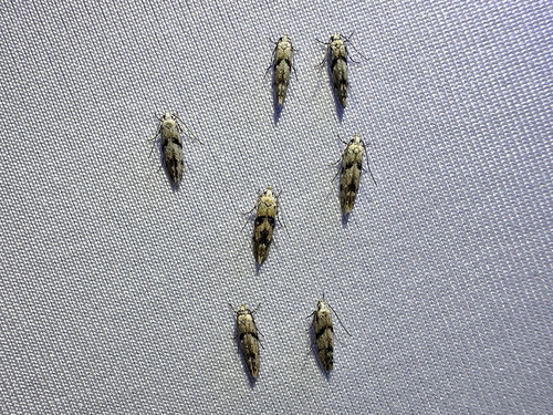 White Stripe-backed Moth photo 4