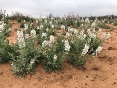 Dimorphocarpa candicans