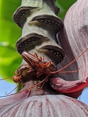 Oxymerus aculeatus lebasi