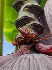 Oxymerus aculeatus lebasi