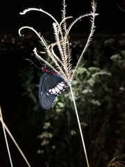 Parides erithalion trichopus