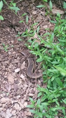 Oligosoma kokowai