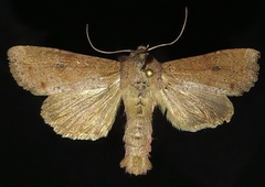 Apamea alia
