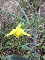 Calochortus pulchellus