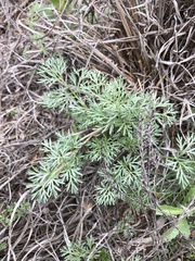 Ammoselinum popei