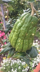 Citrus medica sarcodactylis