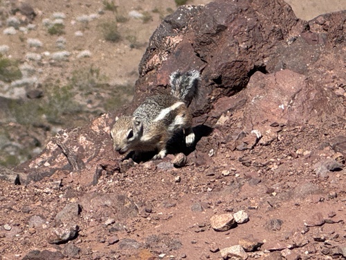 White-tailed Antelope Squirrel observed by trakka53