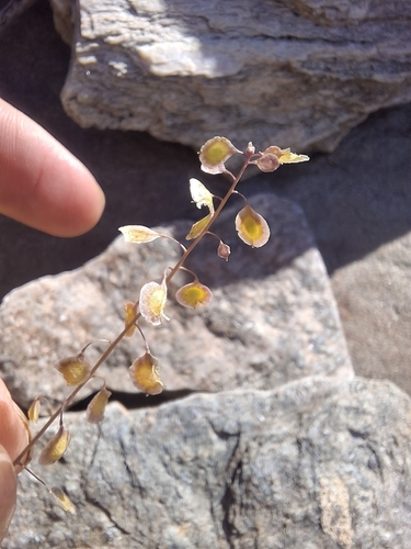 Thysanocarpus laciniatus, 2026-04-15